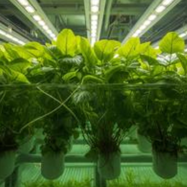 DWC System