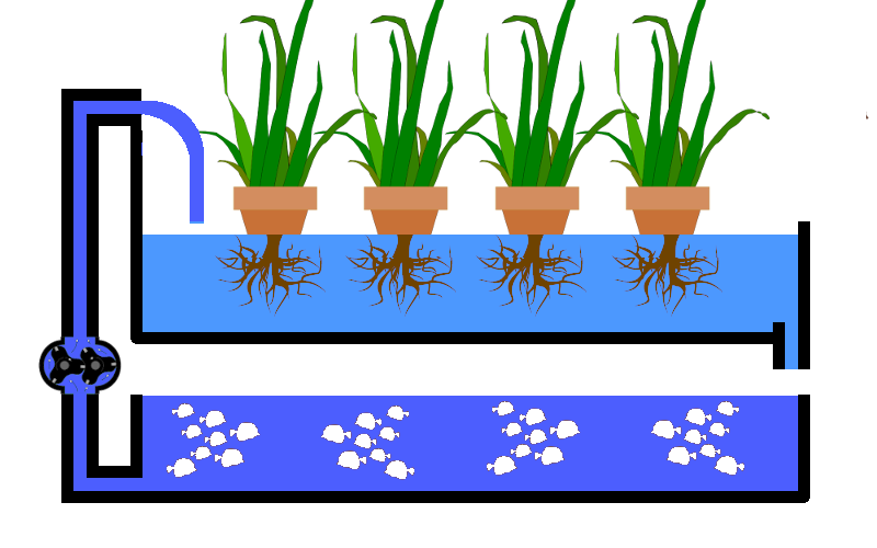 Aquaponics 01