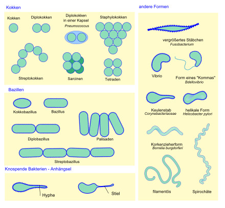 Bakterien Morphologie