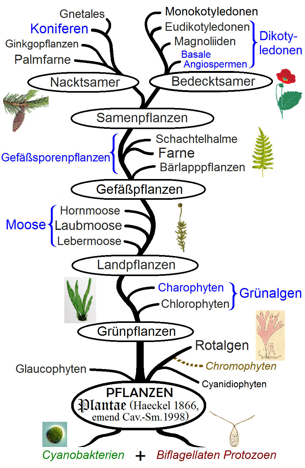 The phylogeny of plants