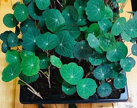 Kapuzinerkresse Microgreens
