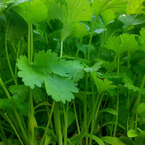 Koriander Microgreen