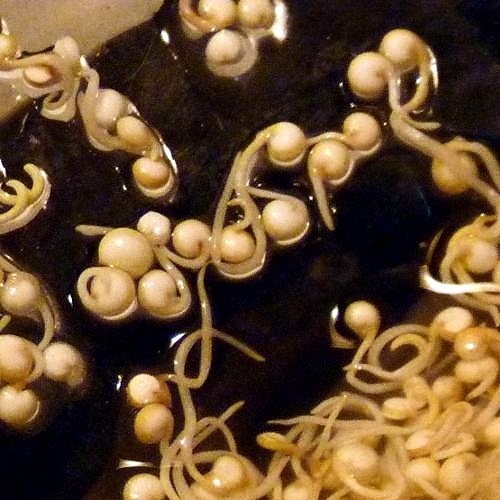 Quinoa Sprossen