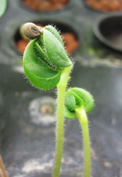 Setzling Okra