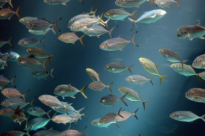 "Georgia Aquarium Fish" by Mike Johnston is licensed under CC BY 2.0. Praktische Anwendung der Ökoponik im Alltag