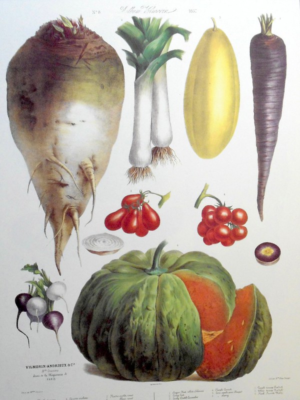 Album Vilmorin. The vegetable garden 1850-1895