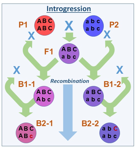 Backcrossing leads to introgression