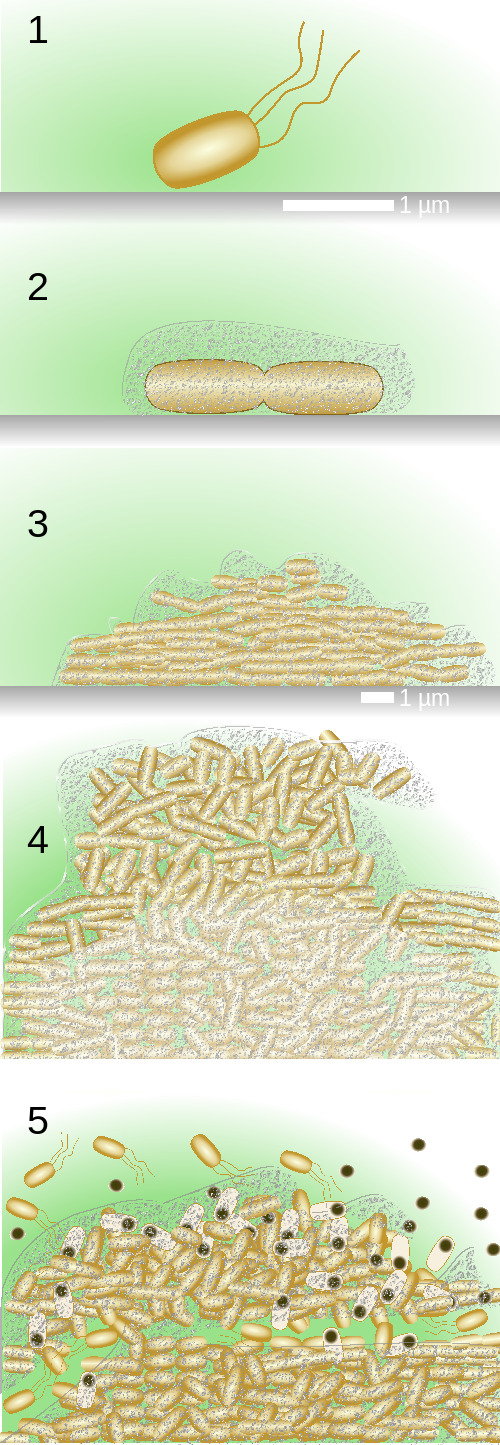 Biofilm growth