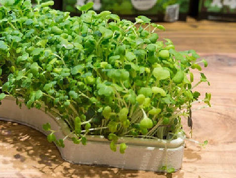 Brokkoli Microgreens