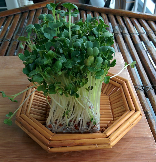 Daikon Sprosesn