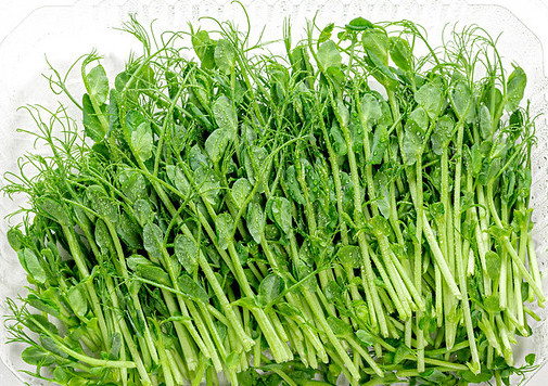 Erbsen Microgreens