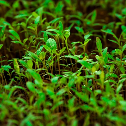 Fenchel