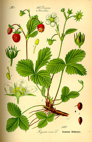 Illustration Amaranthus retroflexus0 small