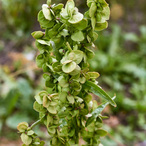 Grüne Gartenmelde Microgreens