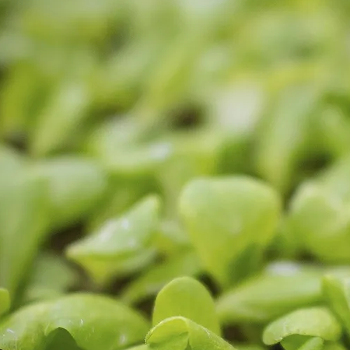 Gurke Microgreens