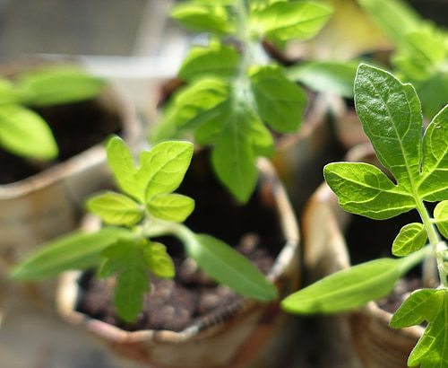 Hanf Microgreen