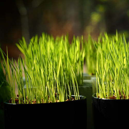 Hirse Microgreen