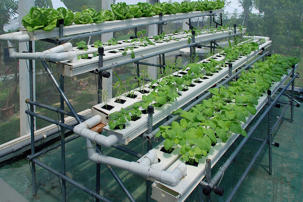 Setting up your own hydroponic system