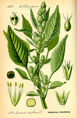 Illustration Amaranthus retroflexus0 small