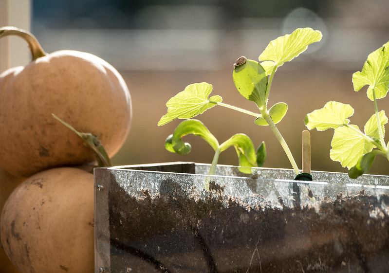 Pumpkin2 sprouts