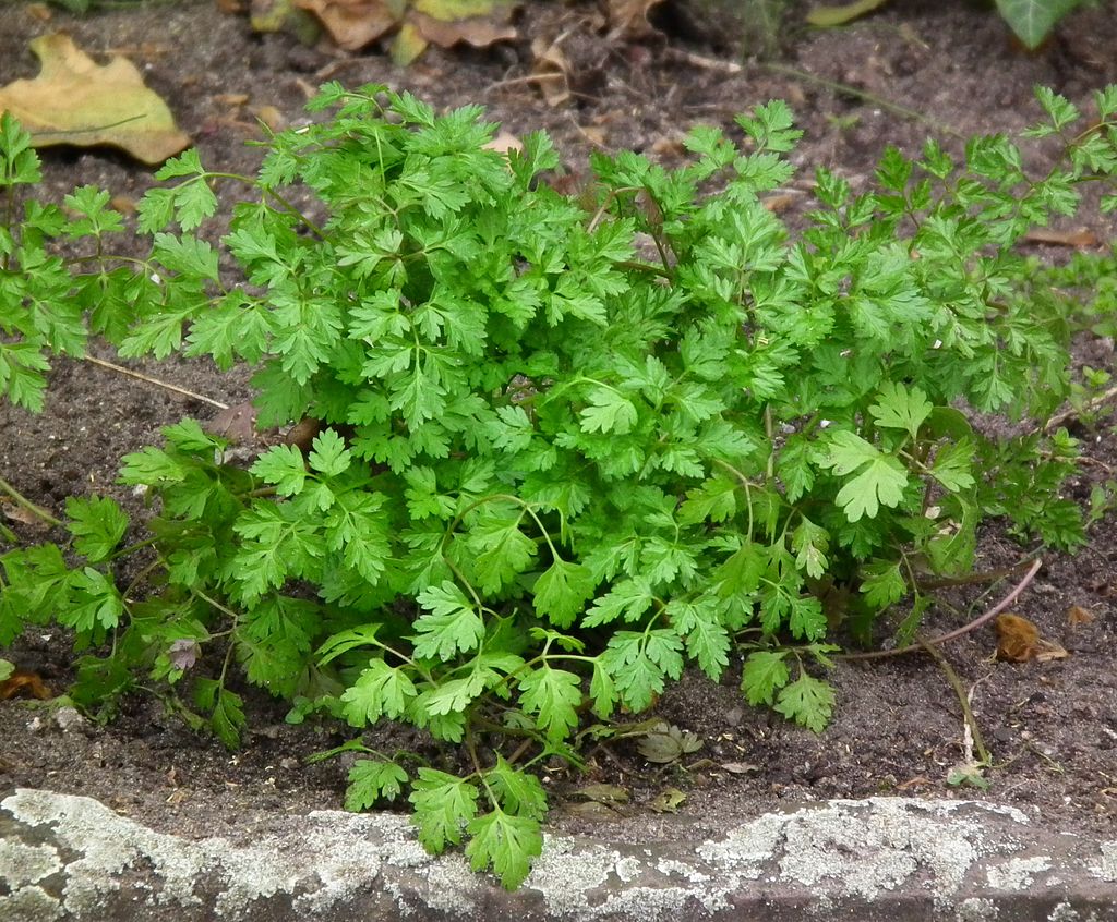 Kerbel Microgreens