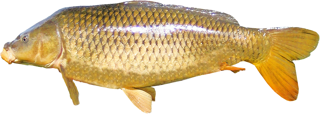 Labeo rohita