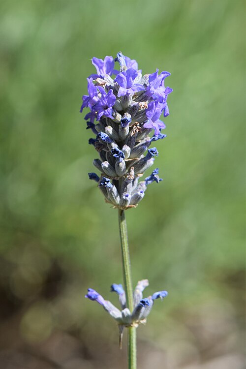 Lavendel