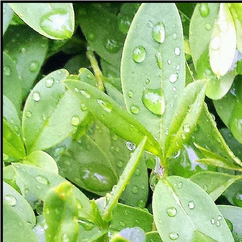 Portulak Microgreen