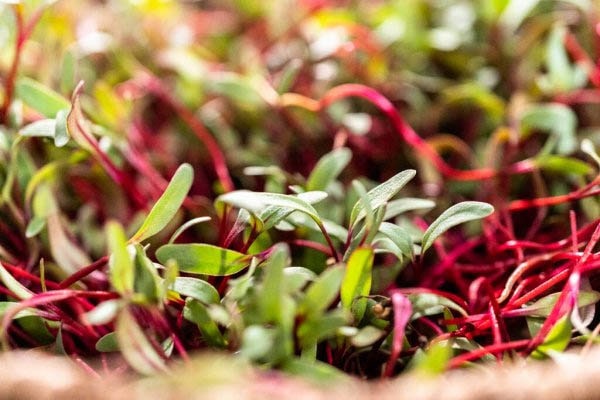 Rote Beete2 Microgreens