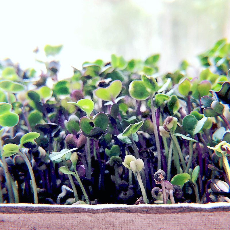 Rotkohl2 Microgreens