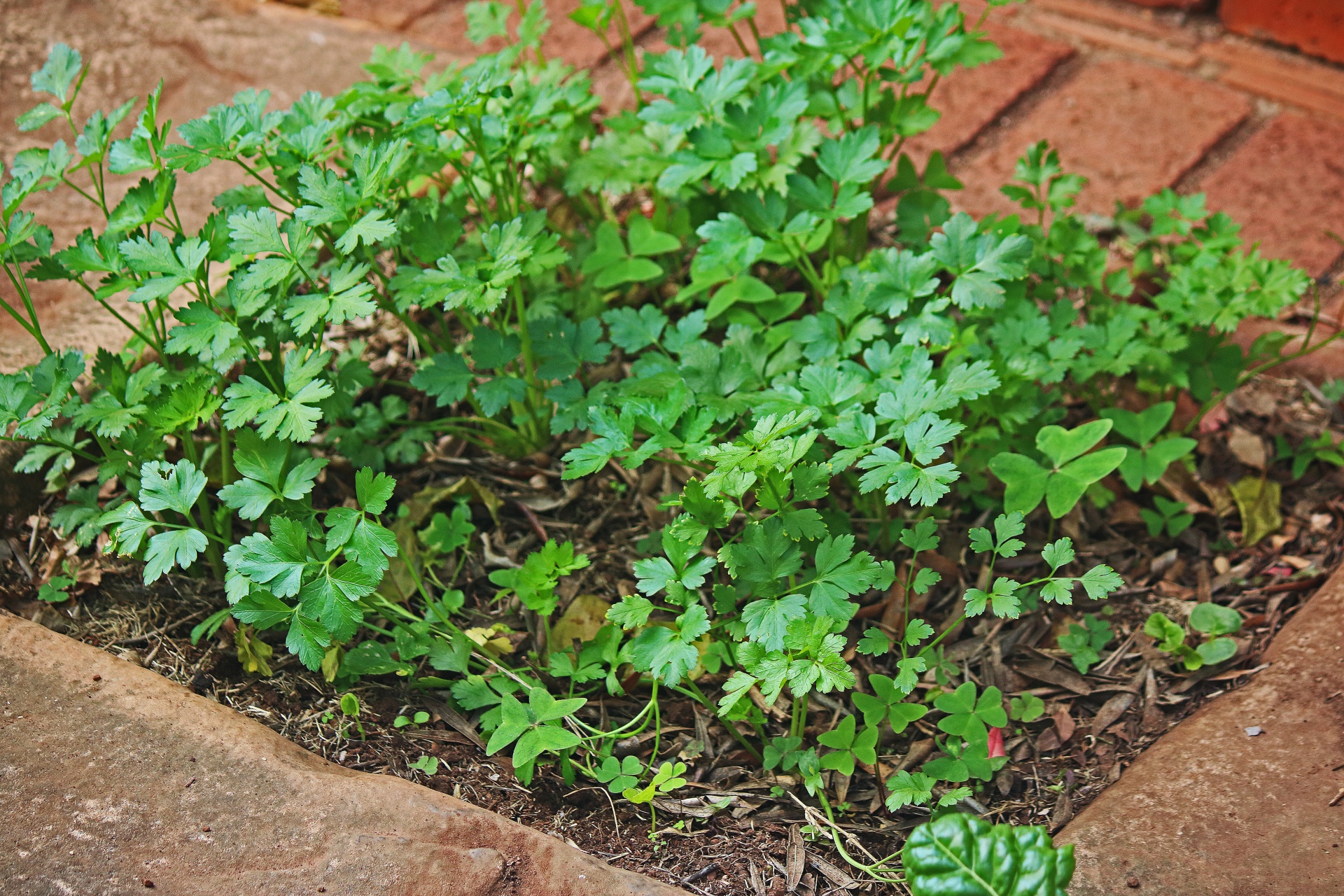 Celery2 microgreens