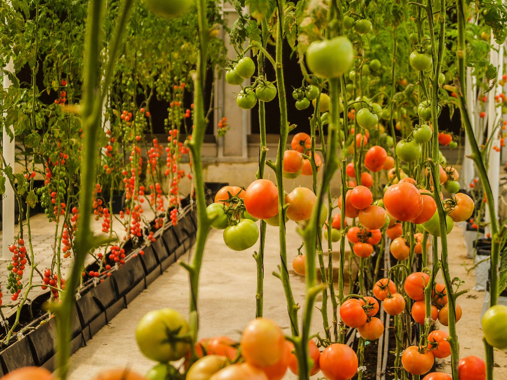 Tomate Hydroponik