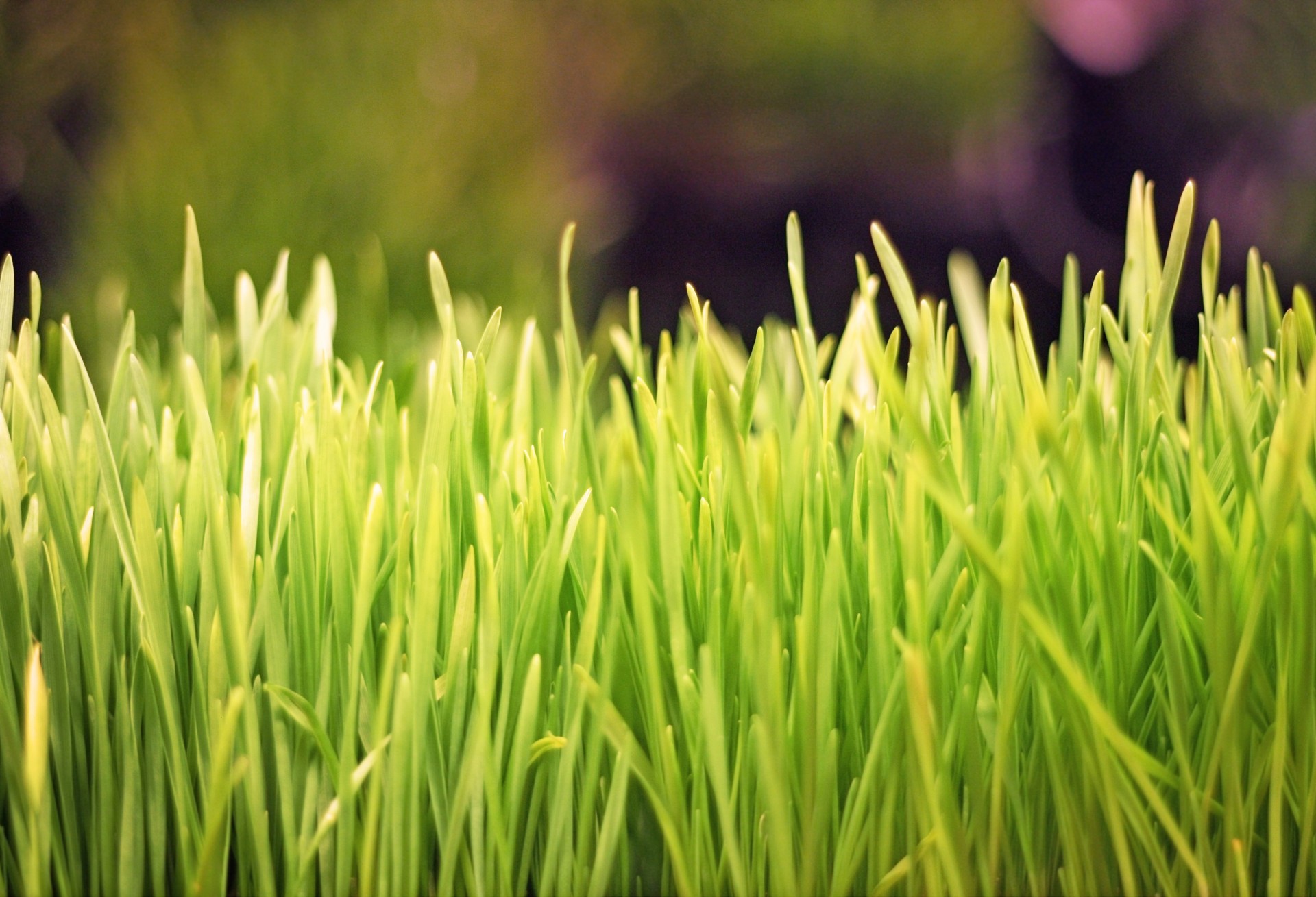 Weizengrass2 Microgreens