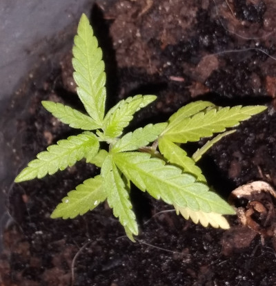 Hemp microgreen
