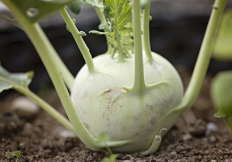 kohlrabi2 Sprossen