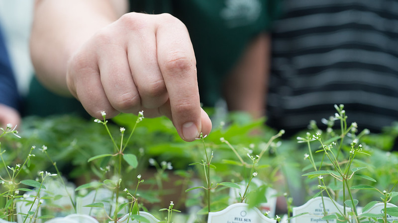 Plant and Hand