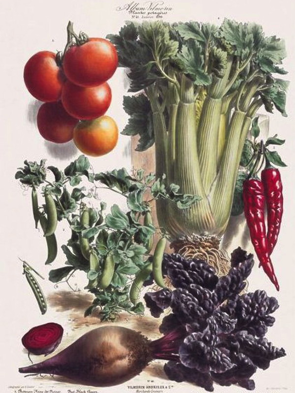 Vegetables Beet Peas Tomato Peppers 600x800