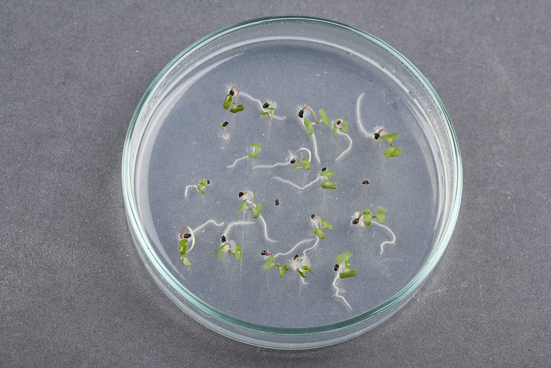 petri dish