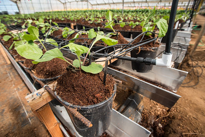 Hydroponic IPM System