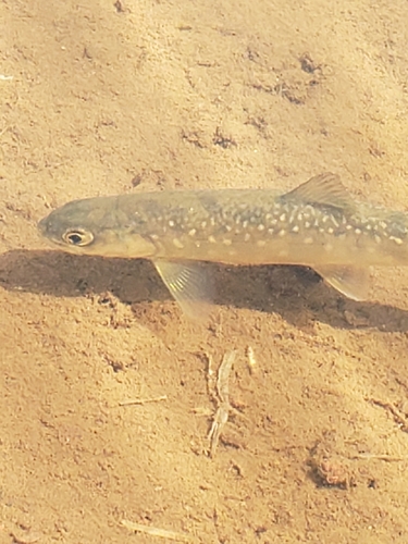 Fish stocking in aquaponics according to legal requirements